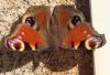 Aglais io